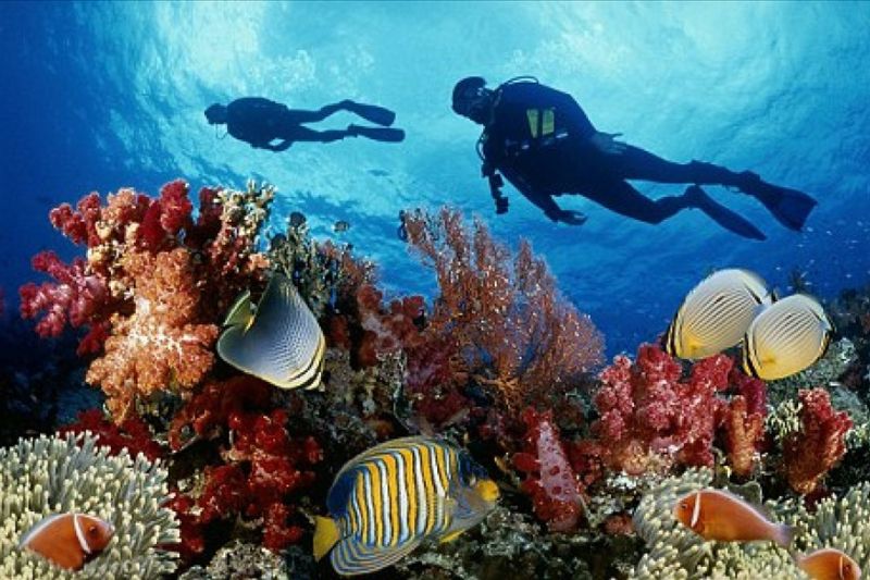 Top 7 destinations to scuba dive to see corals the most beautiful Phu Quoc in 2023