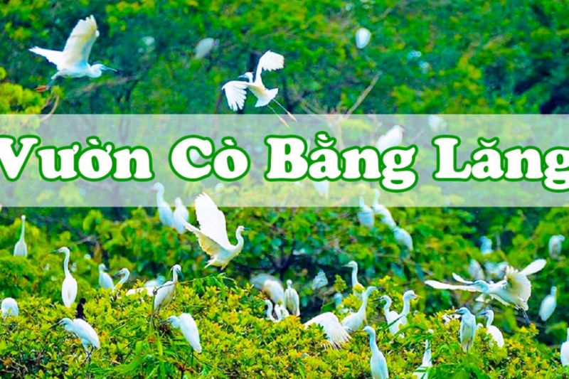 Bang Lang Stork Garden – where thousands of white storks spread their wings in the wind
