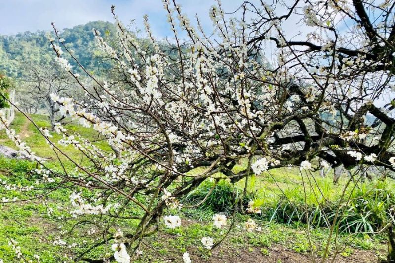 Plum blossoms in full bloom in Moc Chau make people's hearts flutter
