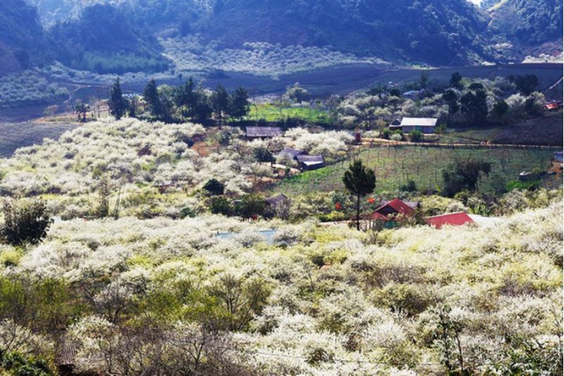 Be ecstatic with the plum blossom forest in full bloom in Na Ka valley