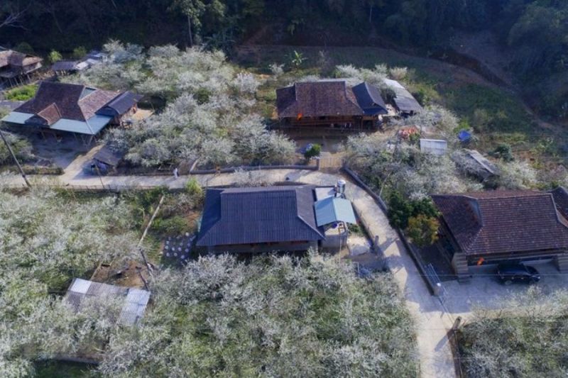 Moc Chau plum blossom season in Phieng Canh village impresses visitors