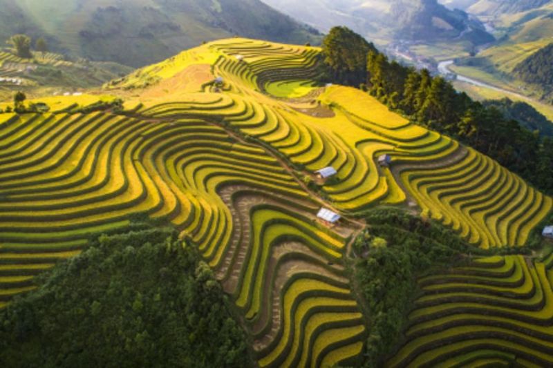 Fall in love with the golden terraced fields in the Northwest