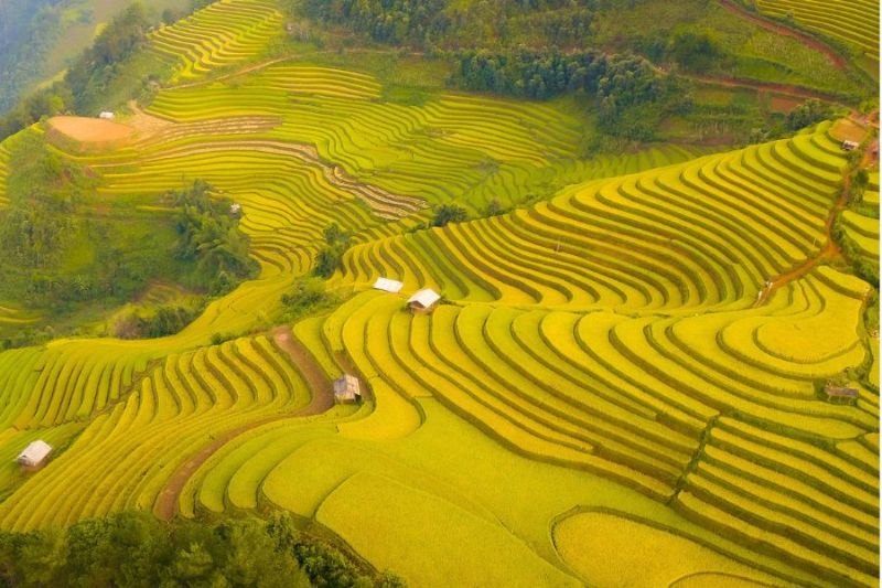 Immerse yourself in the golden space of the ripe rice season in Mu Cang Chai