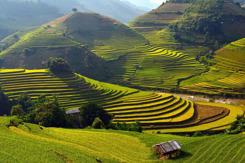 Lao Chai village impresses with its golden terraced fields