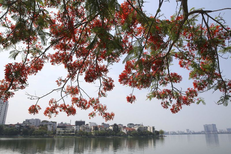 Be mesmerized by the poetic scenery in the blooming season in Hanoi