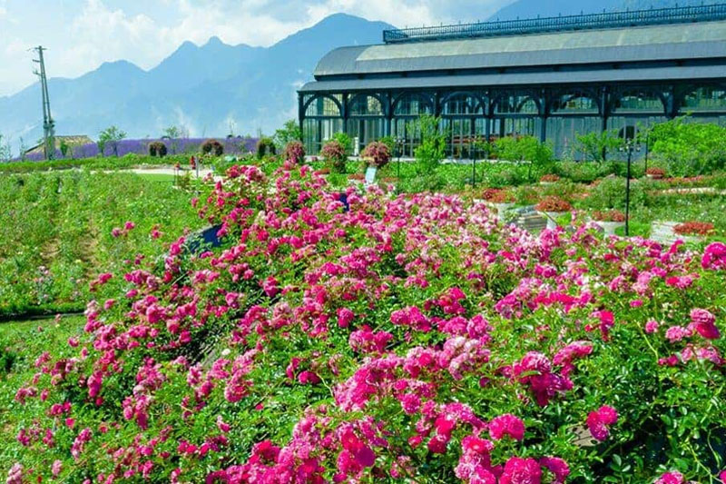 Sapa Rose Valley - Favorite virtual living spot of tourists from all over the world