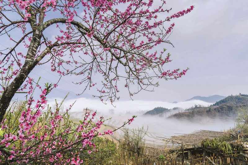 Experience Sapa in spring with romantic flower gardens
