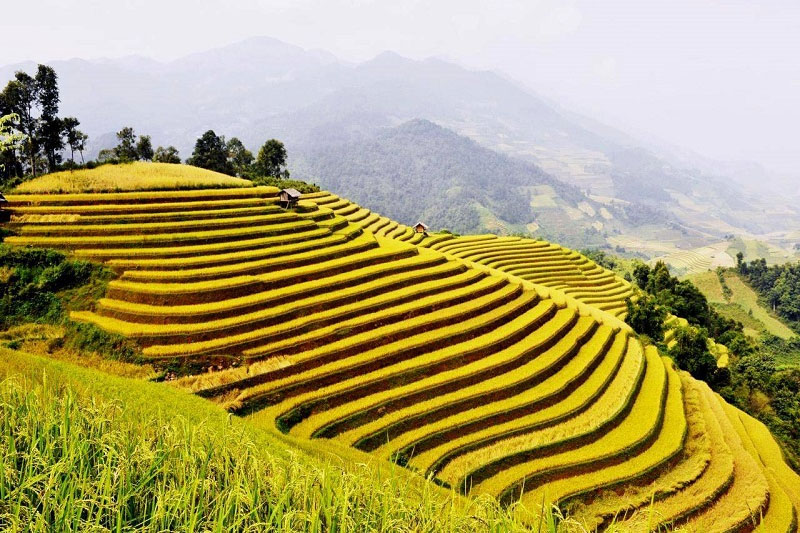 Admire the golden terraced fields in the ripe rice season in Sapa