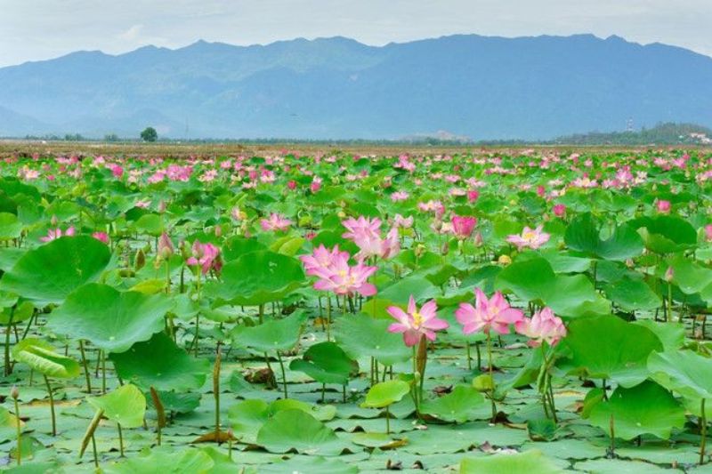 Come to Dong Thap in January, don't forget to admire the beauty of flower gardens such as lotus flowers, sadec flowers... showing off their colors in the days approaching Tet!