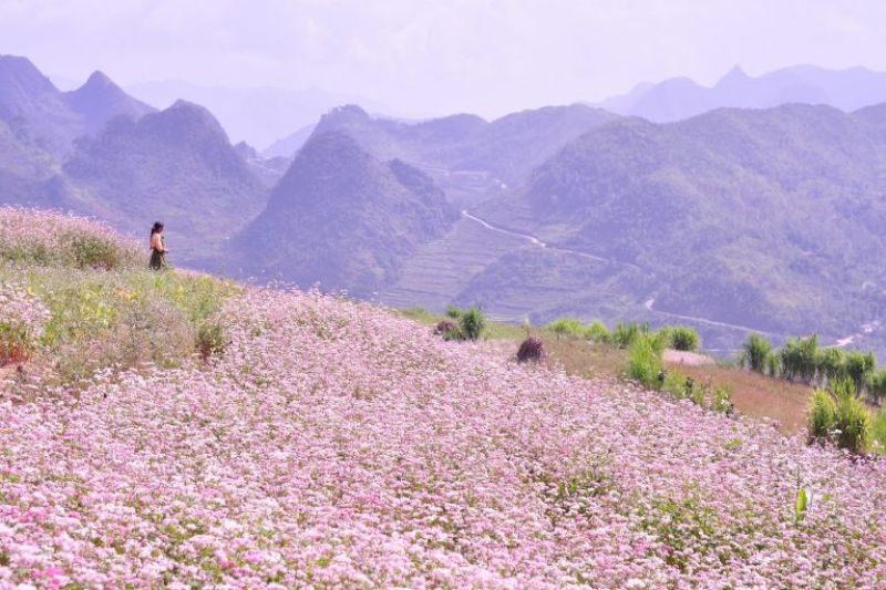 Experience the beauty of buckwheat flower season in Ha Giang in November
