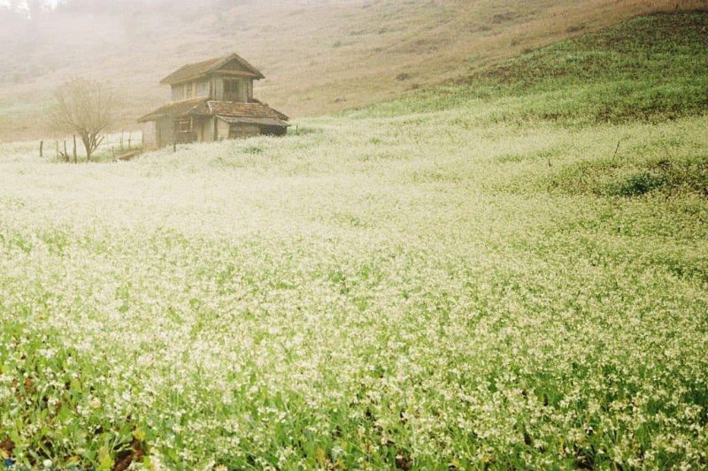 Immerse yourself in the romantic scenery of the white canola flower season in Moc Chau in November