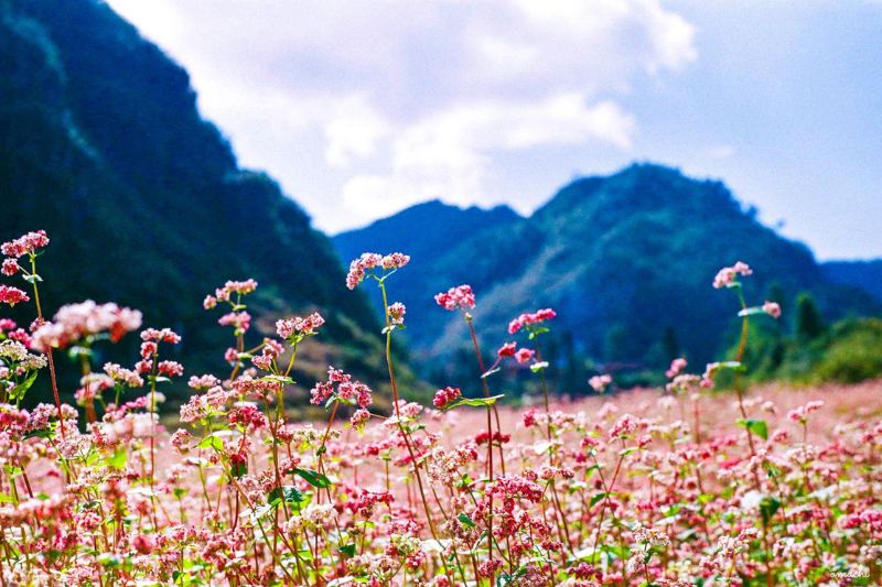 Admire the buckwheat flower season in Ha Giang in December - a great check-in destination