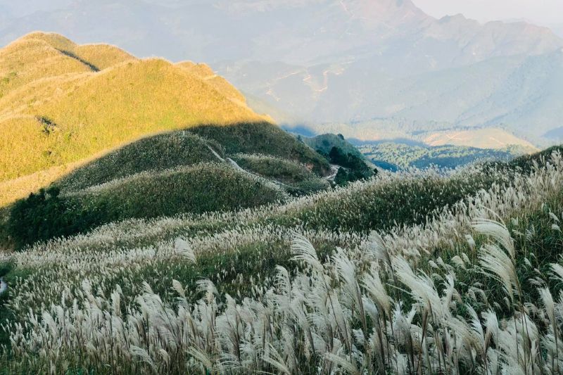 Immerse yourself in the peaceful reed season in Ninh Binh in December