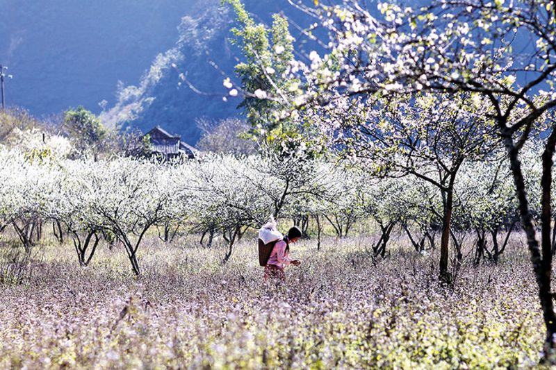 Immerse yourself in the colorful space of flowers in Moc Chau in December