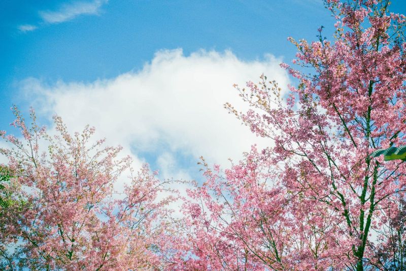 Come to Da Lat in December immersed in the gentle peach blossom color