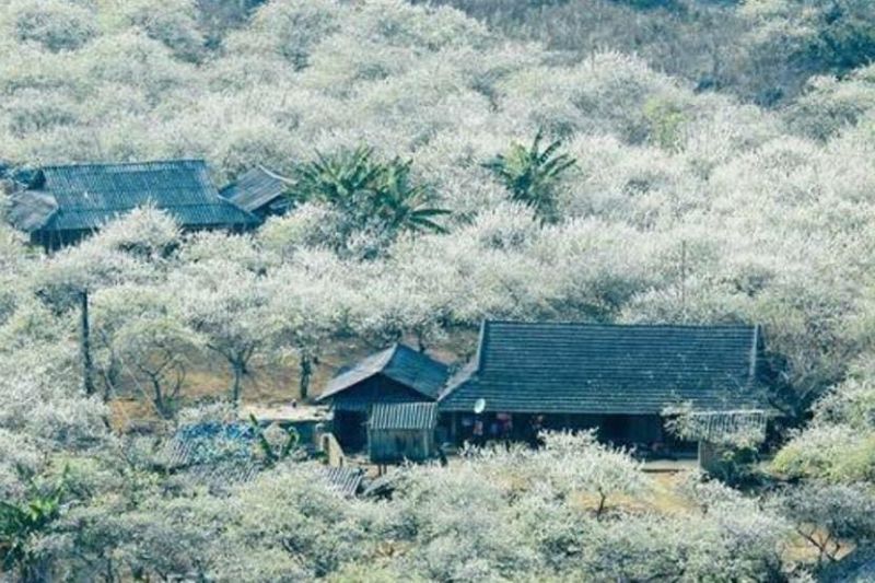 Moc Chau in February is brilliant with the white color of the blooming season, creating a beautiful and poetic scene