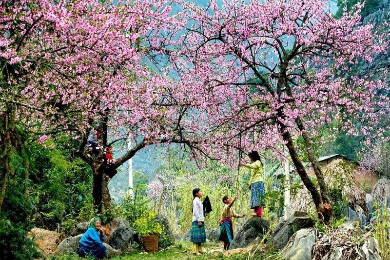Traveling to Sapa in February, visitors will experience the atmosphere of Tet until spring with flowers overwhelming the sky