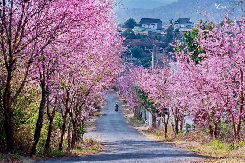 Da Lat in March possesses a charming beauty
