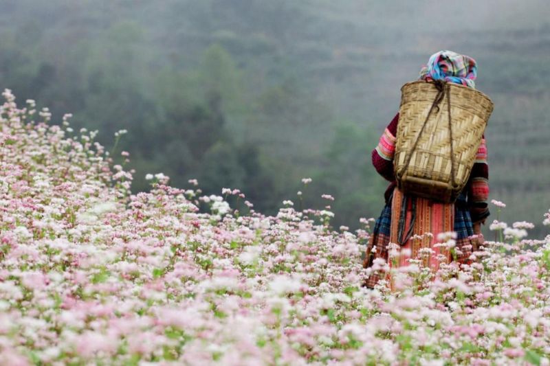 Moc Chau in March is full of flowers, bringing a very poetic space