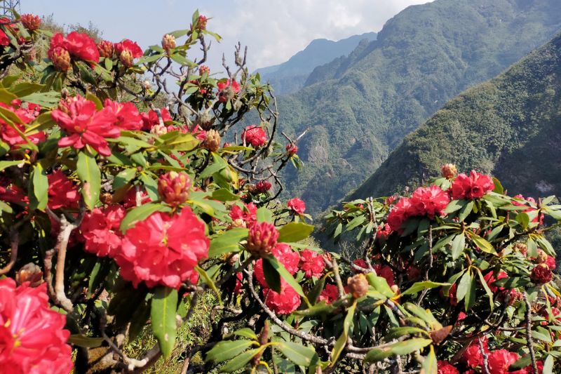Sapa in March is immersed in the space of red rhododendron flowers, an impressive corner of the sky