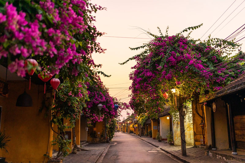 Hoi An Ancient Town in April impresses with bougainvillea spread throughout the neighborhood