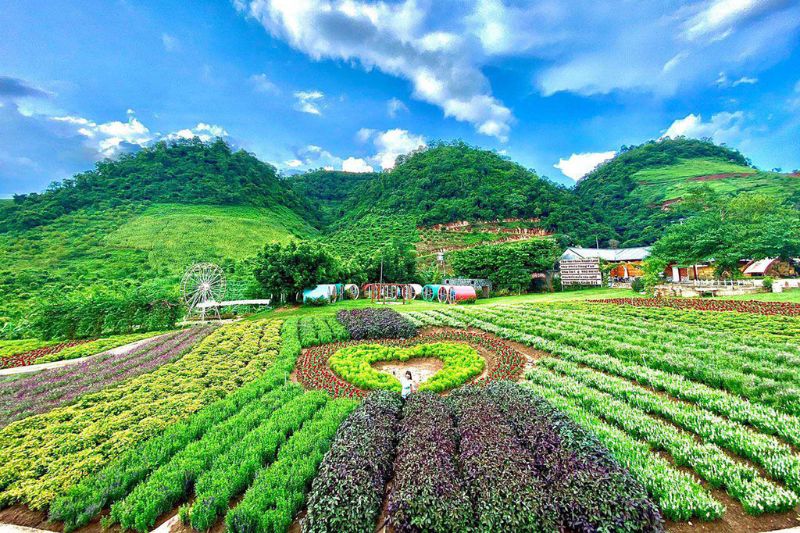 Moc Chau in April is romantic and gentle, attracting couples to visit