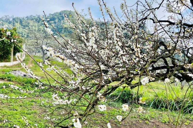 Be amazed by the pure beauty of plum blossom season in Moc Chau in May
