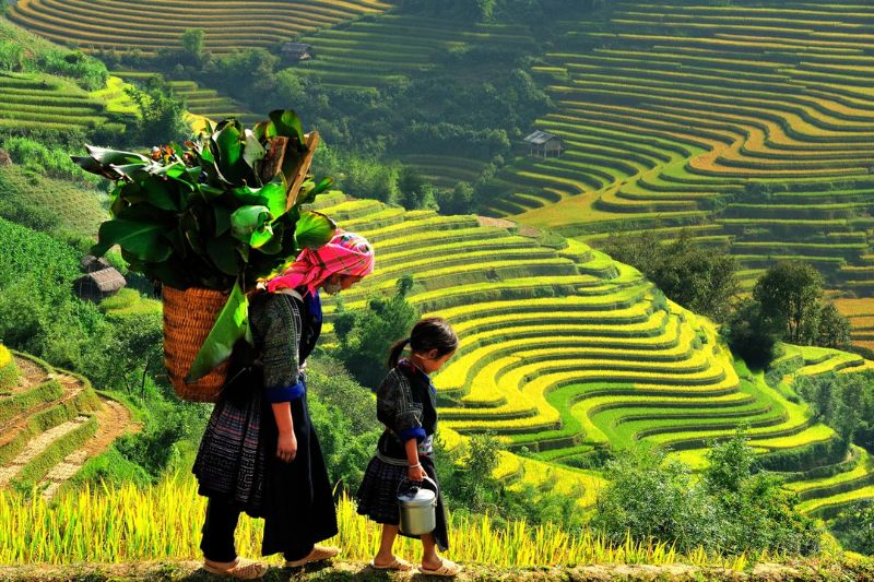 Sapa is warm and poetic with golden terraced fields in July