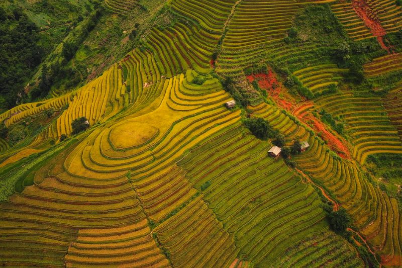 Come to the Northwest in August to admire the sweet beauty of the golden terraced fields