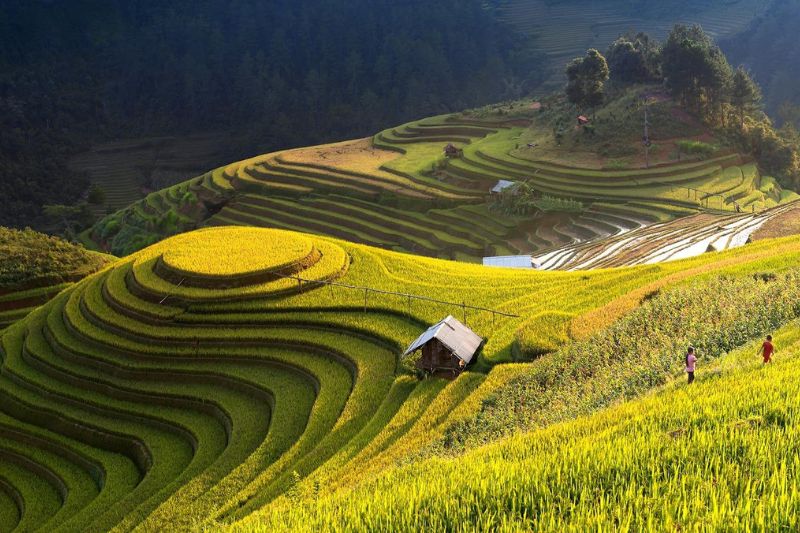 In September, don't forget to visit the Northwest in the ripe rice season