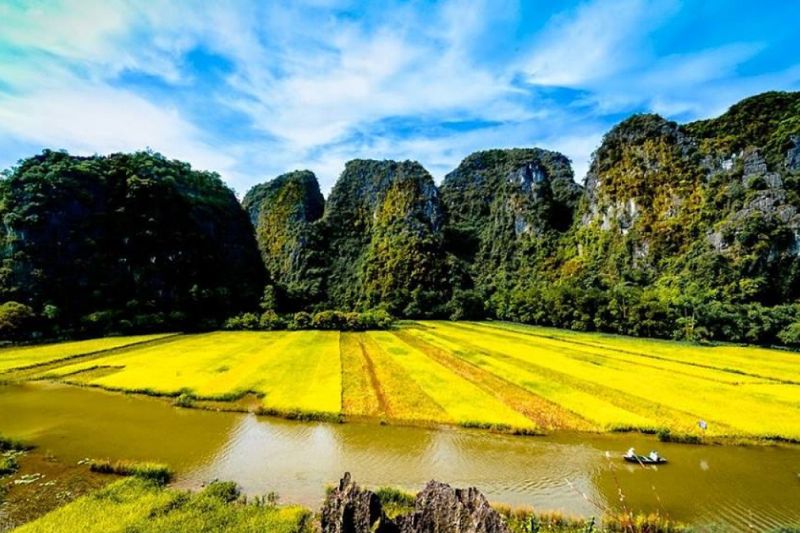 Tam Coc - Bich Dong in September attracts visitors by the golden rice fields