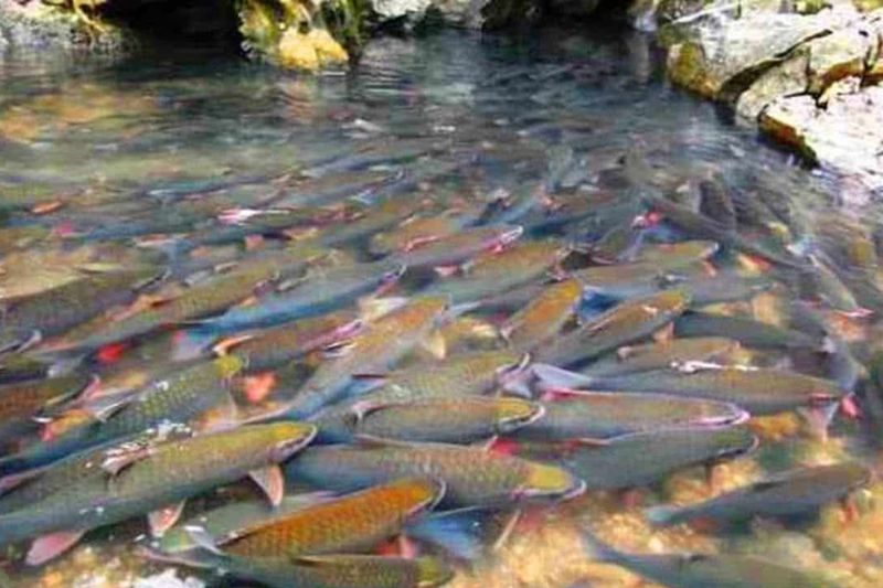 Cam Luong magic fish stream with colorful fish swimming attracts tourists to visit
