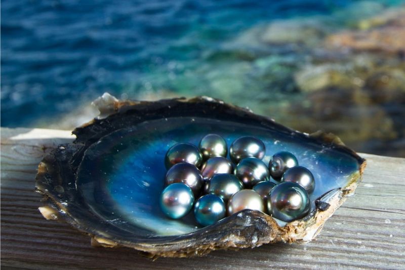 Visit Phu Quoc pearl farm to understand more about the process of making a pearl