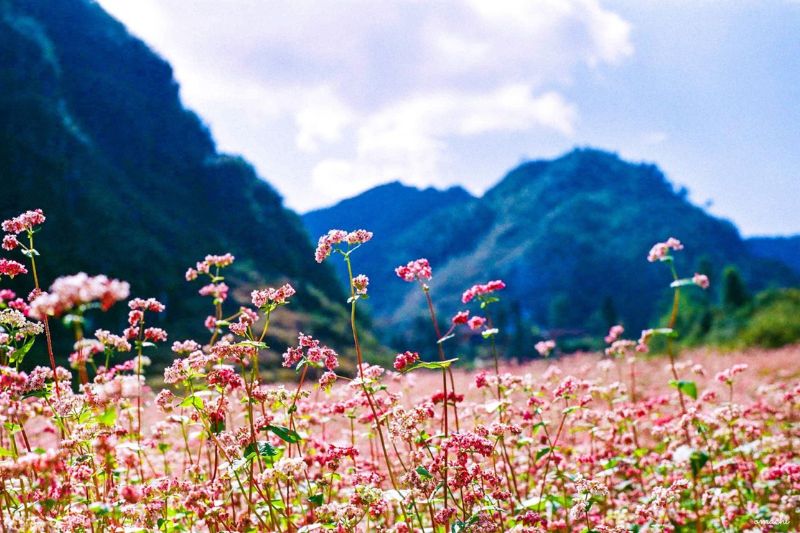 Coming to Datanla waterfall, don't forget to check-in at the romantic buckwheat flower field