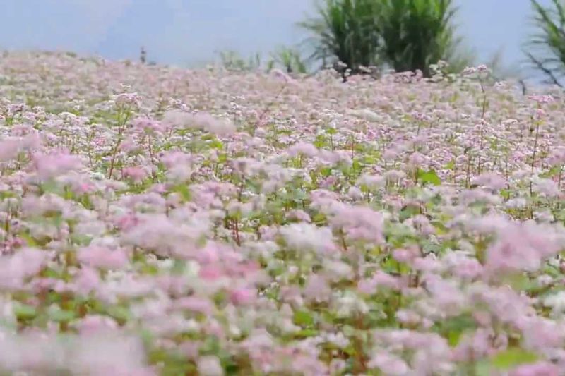 Immerse yourself in the romantic space of Da Lat buckwheat flower season