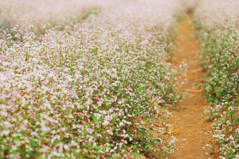 Ta Nung buckwheat flower garden - a poetic and romantic check-in destination in Da Lat