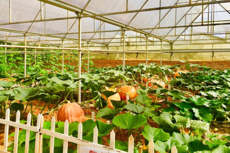 Giant fruit and vegetable garden - one of the most interesting and fun check-in destinations