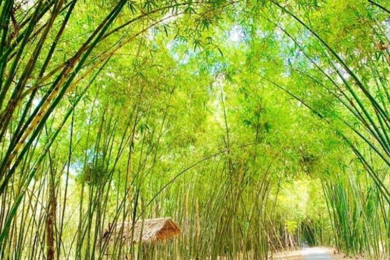 The beautiful Hau Giang bamboo road with two rows of bamboo stretching on both sides of the road and curving is extremely special and attractive