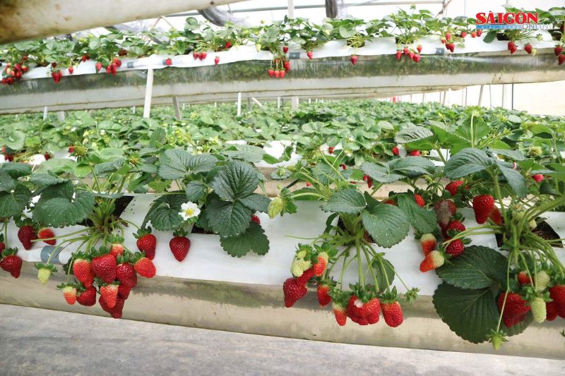 Going to Vo Cuc Lake, don't forget to visit the nearby Dalat strawberry garden