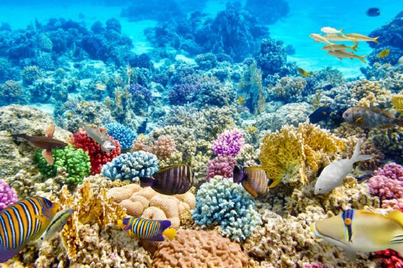 Coral diving in Phu Quoc is a favorite activity of many tourists