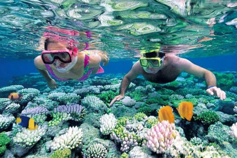 Visitors experience diving activities to see coral under the sea in Phu Quoc