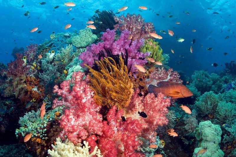 Diving to see coral in Phu Quoc is surprisingly beautiful