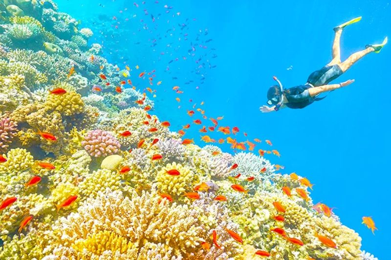 Be mesmerized by the beauty of the seabed when diving to see corals in An Thoi Archipelago