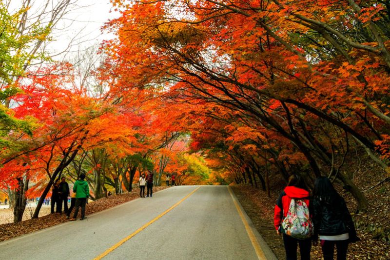 Maple leaves in autumn will turn an impressive red like in Korean movies