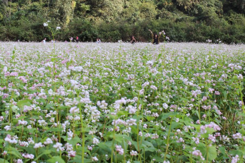 Lost in the heart of Lang Son buckwheat flower forest is ecstatic!