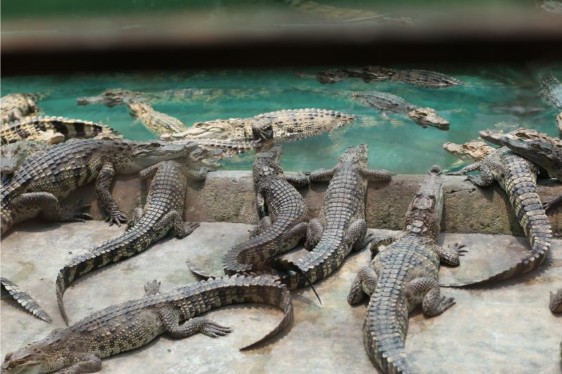 Long Xuyen crocodile farm - explore the crocodile kingdom in the West
