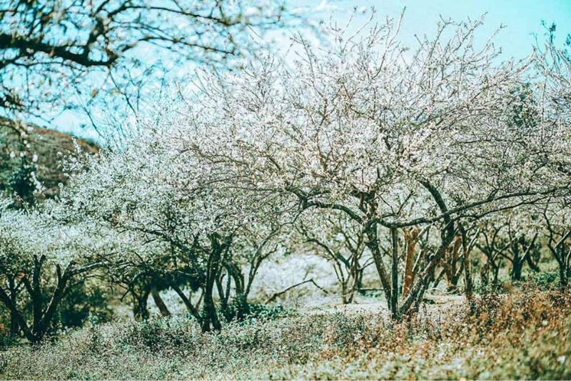 Coming to Moc Chau, visitors should not miss the opportunity to admire and immerse themselves in the pure white color of plum blossoms
