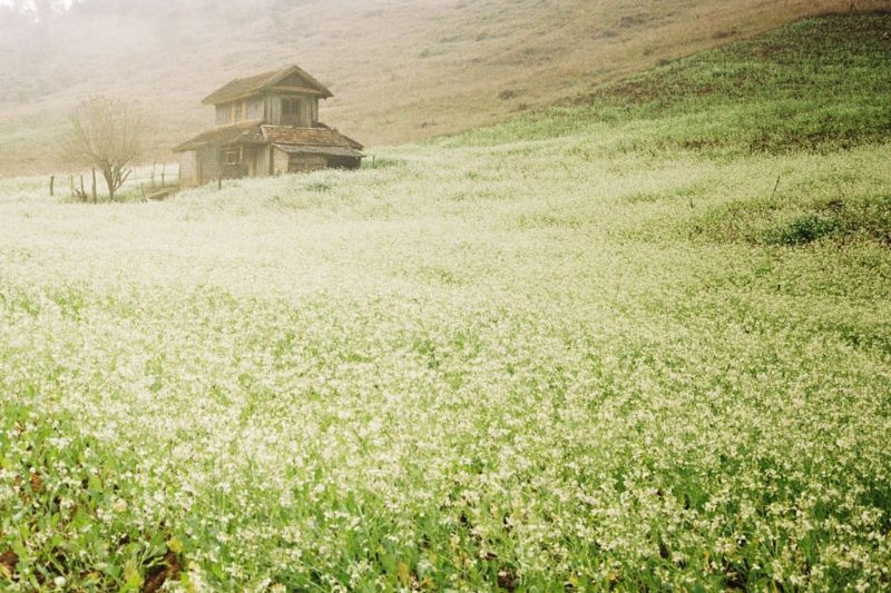 Pick up some of the scent of mustard flowers left in the fields in Moc Chau