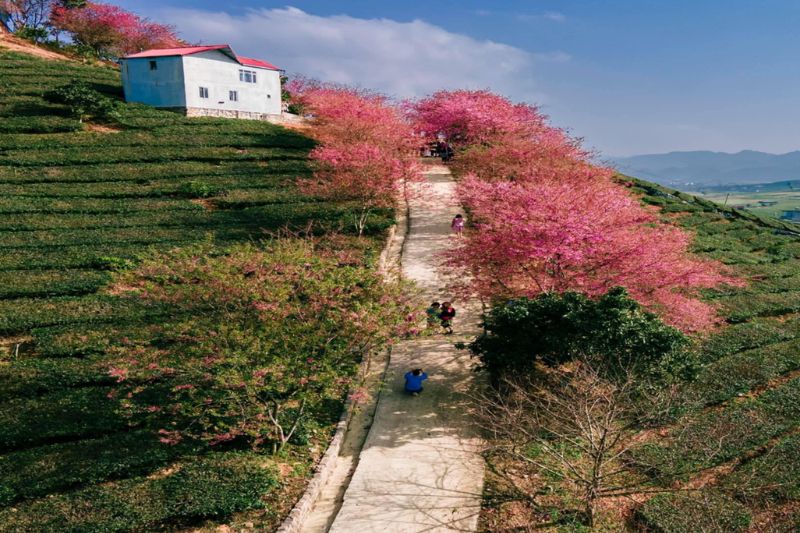 Coming to Moc Chau, you don't forget look at the peach blossoms and tea blossoms to welcome spring 