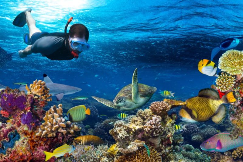 Diving to see coral is a popular activity among tourists when coming to May Rut island